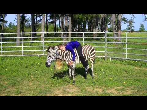 Meet Zack The Amazing Show Jumping Zebra